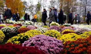 Jakie kwiaty na cmentarz zimą - najlepsze rośliny odporne na mróz