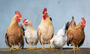 Kościół z kogutem: odkryj jego głębokie znaczenie w wierze