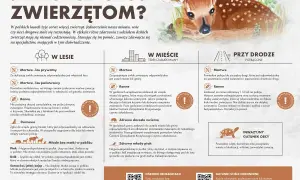 Sanktuarium dla zwierząt w Polsce: jak pomóc potrzebującym zwierzętom