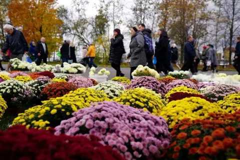 Jakie kwiaty na cmentarz zimą - najlepsze rośliny odporne na mróz