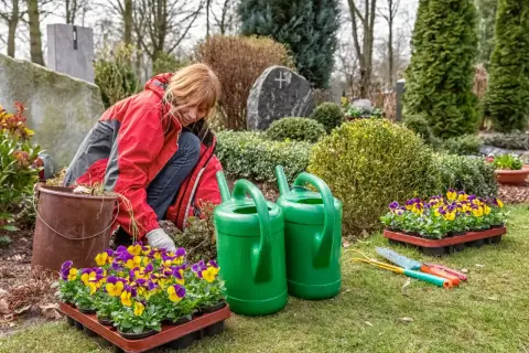 Kobieta sadzi bratki na cmentarzu. Jakie drzewa i krzewy można sadzić przy grobie przepisy cmentarne?