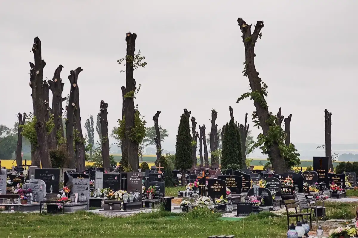 Cmentarz z przyciętymi drzewami. Samowolne wycięcie drzewa na cmentarzu grozi karami i skomplikowanymi procedurami.
